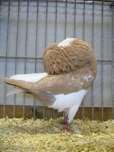 Ortsschau Langenberg 2008 111.jpg - Amsterdamer Kröpfer AOC von Franz Josef Lütkehellweg Preis V97 Kreisverbandsehrenpreis